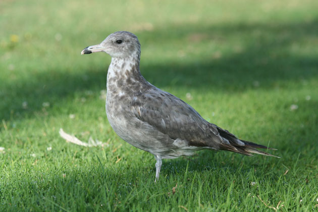 Herring Gull